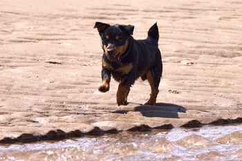 Small dog on beach.jpg